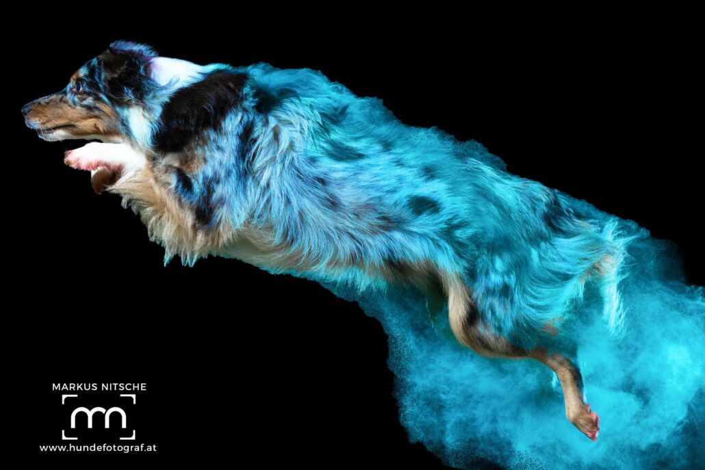 Holy Powder Dog Fotografie fotoshooting Hund