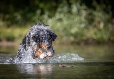 Hundefoto - Fotoshooting Action im Wasser